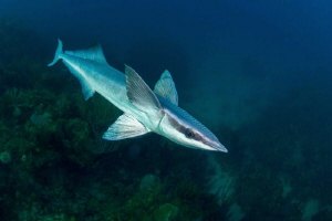 free-swimming remora by Paul Colley 